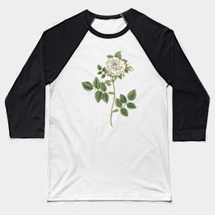 White Rose Flower Vintage Botanical Illustration Baseball T-Shirt